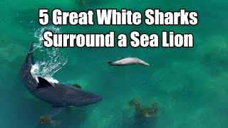 5 Great White Sharks Surround a Sea Lion in Intense Encounter