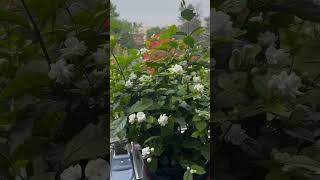 "Explore Nature With Fayza – Peaceful Moments" #flowers #garden #love #nature #song #bollywood