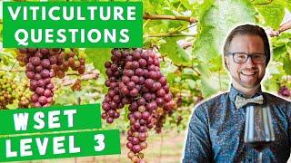 Viticulture Exam Prep | WSET Level 3 Sample Questions 