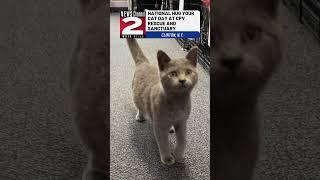 Hug Your Cat Day at CNY Rescue