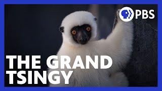 Islands of Wonder | Lemurs Navigate the Grand Tsingy | Episode 1 | Madagascar | PBS