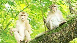 Monkey Princess - Pongo-Akot Monkey June19-2022, G-Maz..316..Amber