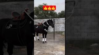 MASHAALLAH ! #horse #animals #cute #reels #respect #viral #subscribe #shorts