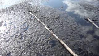 ВОДОРОСЛИ НА БАЙКАЛЕ-2. 13.10.2014