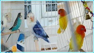 Agapornis-Lovebird-Budgie Singing (Cennet Papağanı-Sevda Papağanı-Muhabbet kuşu Ötüşü)