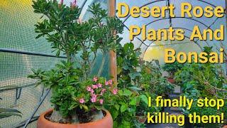 Talking about Desert Rose as ornamental plants and Bonsai