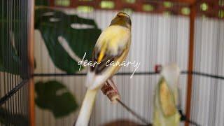 BEST TONE of Canary singing - effective for training your canary - best canary trainer