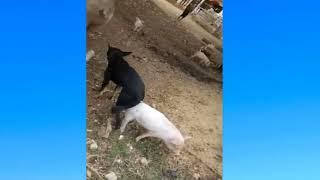 OMG! Dog mating Pig at Farm - Dog love pig :(