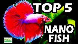 TOP 5 NANO FISH  Small Fish Tank Series NANO Aquarium FISH