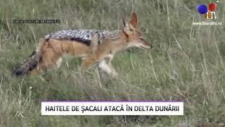 Haitele de șacali atacă în Delta Dunării - Litoral TV