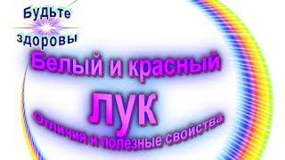 Белый и красный лук Отличия и полезные свойства