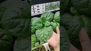 Are there any of the same style?#balconyplantingvegetables#balconyplanting