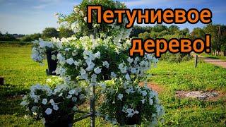 Цветущее Петуниевое дерево своими руками!