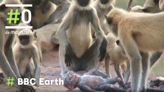 BBC Earth - Espiando en la Manada: El Langur robot | #0