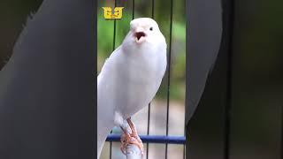 the charm of the white canary, charming voice