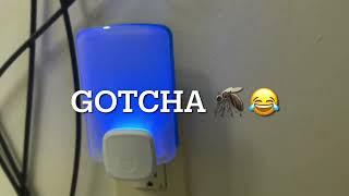 How I get rid of  Gnats in my house.