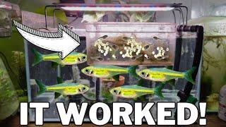 How I Bred 100's of NEON Green Rasboras - Kubotai Rasbora Care & Breeding