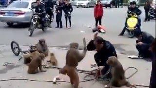 funny monkey biting men in the funny show on the road