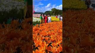 #reels #nature #youtubeshorts #viral 4K video