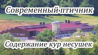 Содержание Кур несушек Самый современный Курятник Бизнес Идея