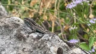 Ornate  Tree  Lizard