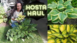 Hosta Haul! New Hostas & a Mini Tour | Orange Marmalade, Seducer & more! | Serenity Now Garden