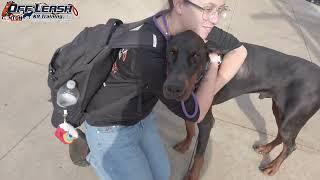 Zeus | 2 Year Old Doberman | 2 Week Board and Train | E-Collar Obedience