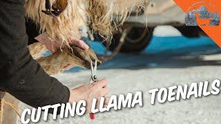 Trimming LLAMA Toenails?- Ep.61 - Llama Life