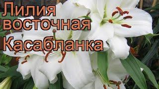 Лилия восточная Касабланка  обзор: как сажать, луковицы лилии Касабланка