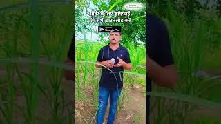 सभी फसलों के लिए कीटनाशक दवा Media Systemic Insecticide