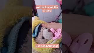 asi nacio simbilla el loco y sus hermanos de uno de 1 año y otro de 6 meses y finalmente un de 3 dia