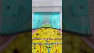 How Does Fat Freezing  & Cryolipolysis Really Work  #shorts #viralvideo - CREATIVELEARNING3D