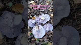 Красивая рядовка фиолетовая растёт пучком  #погрибы #загрибами #шортс #грибник #рядовкафиолетовая