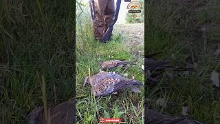 Russian Dove Hunting In Pakistan/Shikar In Pakistan #duckhunting #birdhunting #shorts #nature