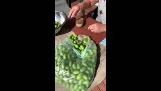 Crushed Olives Calabrese - preparing Olives For soaking 1st Step