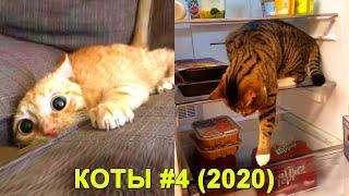 Коты 2020 приколы ~ смешные кошки ~ Funny Cats | Funny & Happy