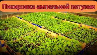 Ампельная петуния - вторая пикировка рассады!