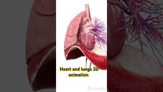 Heart and lungs 3D animation with diagram #anatomy #mitochon