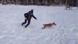 #Басенджи Венди - Воровка на доверии))) #Basenji howling talking and singing ))).