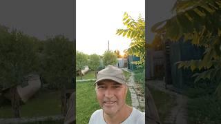 Дача, вечер, солнце, купол, самое кайфовое время для работы #сад #ландшафт #garden #размышления #