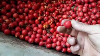 Боярышник из семян. Crataegus from seeds.