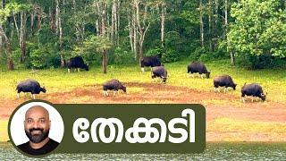 തേക്കടി | Thekkady | Explore the Enchanting Wilderness of Thekkady, Kerala!