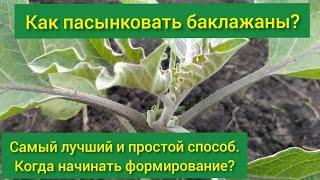 Как пасынковать баклажаны/ как формировать баклажаны в открытом грунте/ пасынкование баклажан