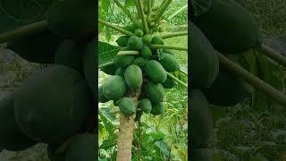 Why do Chinese farmers bend papaya trees? #shorts #papayafarming #jasfarm #pepeto