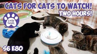 Cats For Cats To Watch - TWO HOURS! - Cat Videos * Cats Playing * Entertainment For Cats - S6 E80