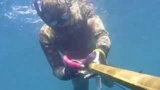 Spearfishing 1 Blue fish + 2 Corvinas + 1 Karagöz - MIDLAND XTC-270 (MIDLAND XTC-280)