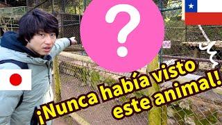 ¡JAPONÉS va al ZOO CONCEPCIÓN! Descubre animales únicos en Chile