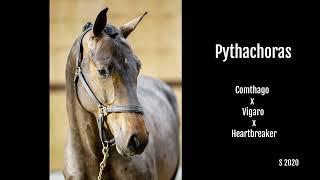 Pythachoras (jumping at home)