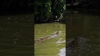 ANACCONDA VS JAGUAR