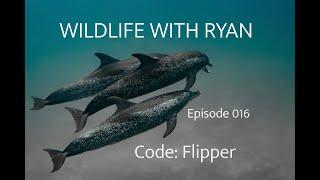 WILDLIFE WITH RYAN    EP. 016    "Code Flipper" Spotted Dolphin Success!